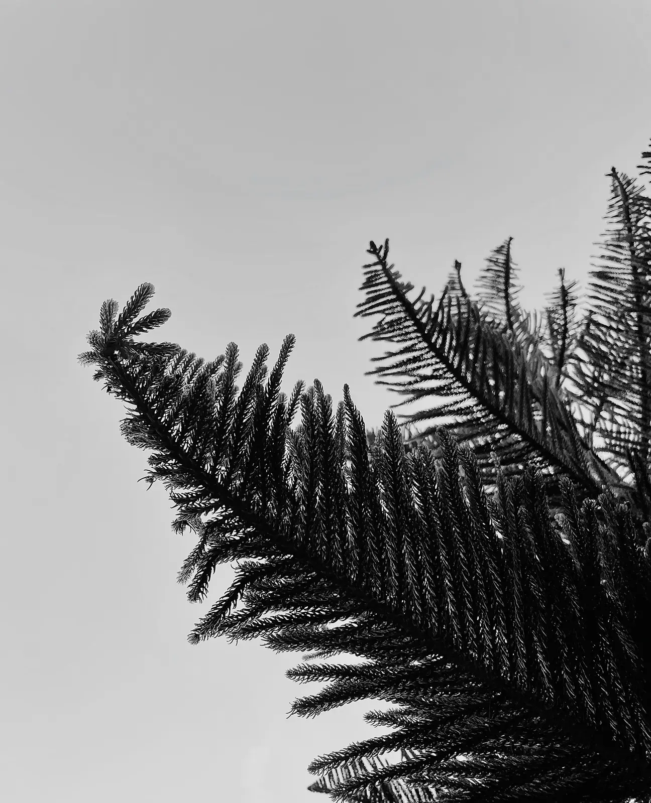 Pine trees in Baguio